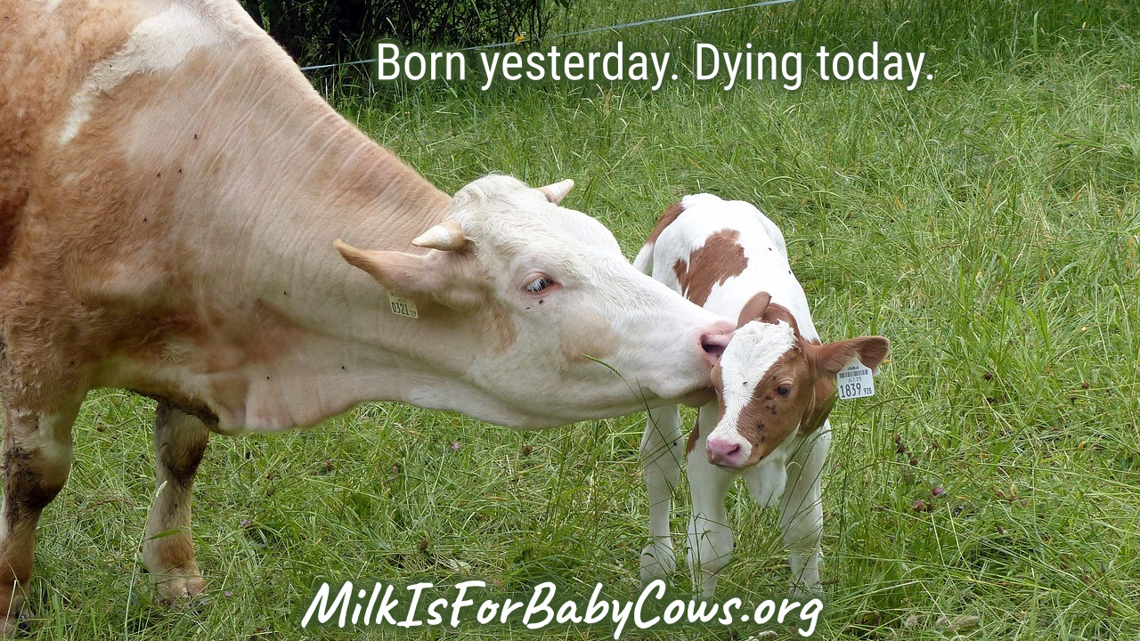 MilkIsForBabyCows.org